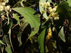 Acacia flavescens