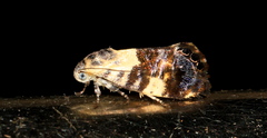 Eupselia aristonica
