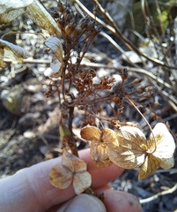 Hydrangea serrata