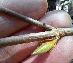Hydrangea serrata