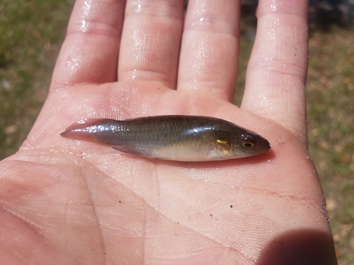 Banded topminnow (Fundulus cingulatus) — Fundulidae — 2
