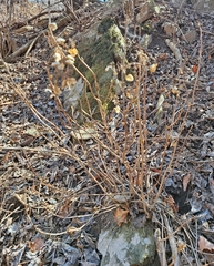 Hydrangea serrata