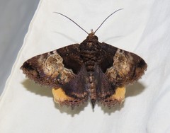 Daddala quadrisignata