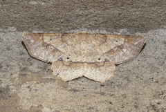 Euchlaena pectinaria