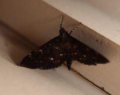 Prorodes mimica