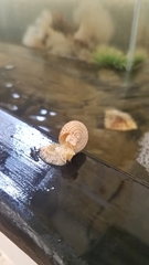 Calliostoma variegatum