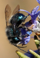 Osmia ribifloris