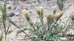 Chaenactis macrantha