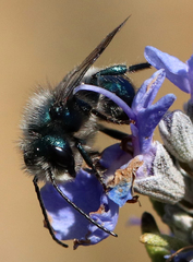 Osmia ribifloris