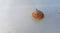 Calliostoma variegatum