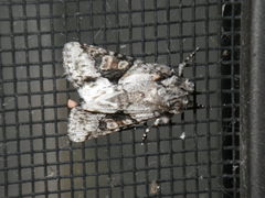 Lacinipolia quadrilineata