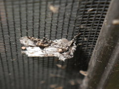 Lacinipolia quadrilineata