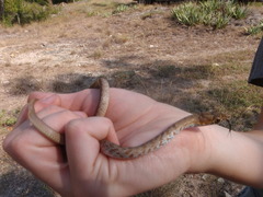 Masticophis flagellum testaceus