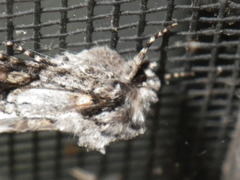 Lacinipolia quadrilineata