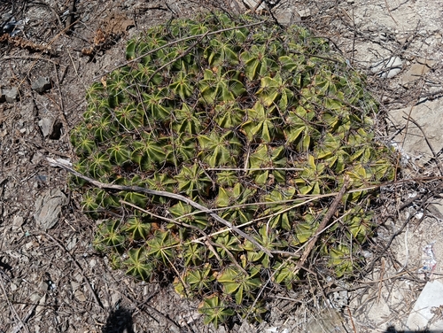 Ferocactus robustus