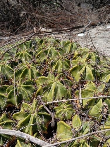 Ferocactus robustus