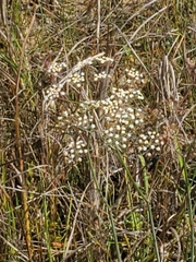 Tiedemannia filiformis image