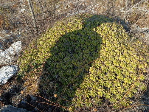 Ferocactus robustus