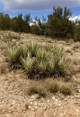 Yucca baccata baccata