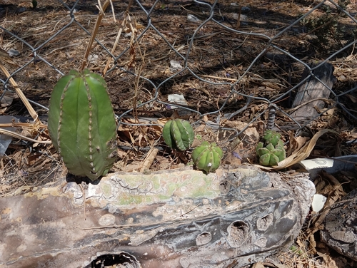 Image of Baby saguaros without arms by (c) Ulises Emmanuel Martínez Burgos, some rights reserved (CC BY)