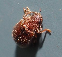 Paratenetus