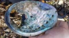 Haliotis walallensis