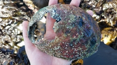 Haliotis walallensis