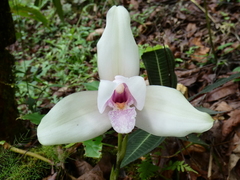 Lycaste
