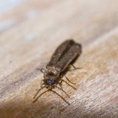 Phausis reticulata