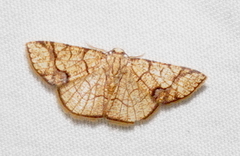 Nematocampa arenosa