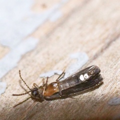 Phausis reticulata