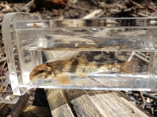Alabama hog sucker (Hypentelium etowanum) — Catostomidae — 4