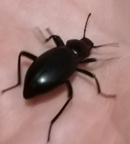 iNaturalist observation photo of Eleodes