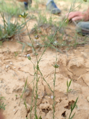 Linum tenuifolium