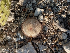 Mammillaria haageana conspicua