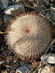 Mammillaria haageana conspicua