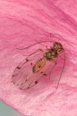 Ectopsocus californicus