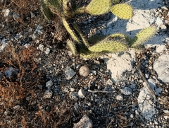 Mammillaria haageana conspicua