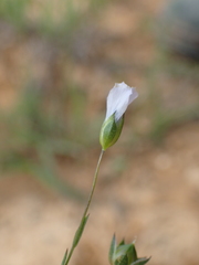 Linum tenuifolium