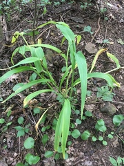 Tradescantia ozarkana
