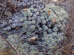 Argyrotegium nitidulum