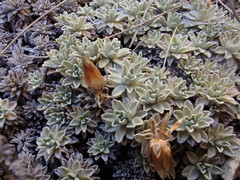 Argyrotegium nitidulum