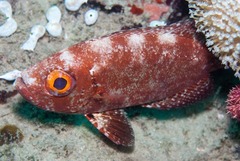 Priacanthus