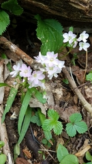 Claytonia virginica