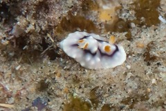 Goniobranchus geometricus