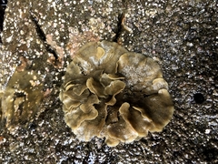 Dendrobeania lichenoides