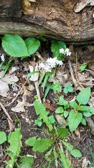 Claytonia virginica