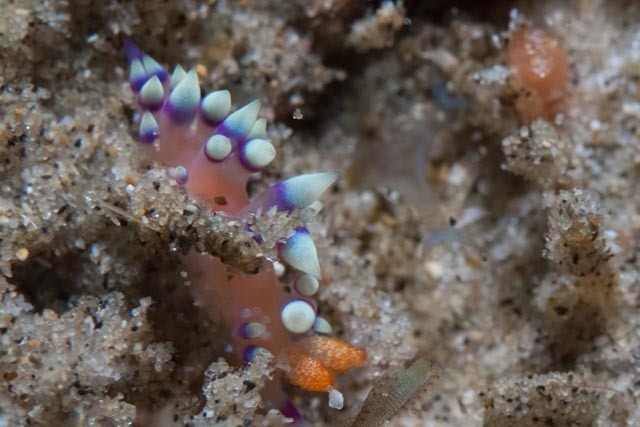 Desirable Flabellina