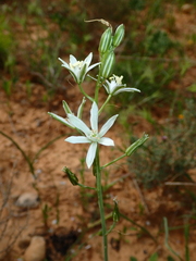 Ornithogalum narbonense