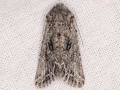 Anarta fulgora